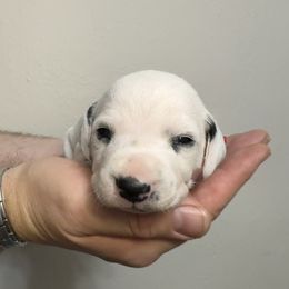 Cowardly Lion - White and black male Dalmatian puppy in Chehalis, Washington from Dalmatian Vacation