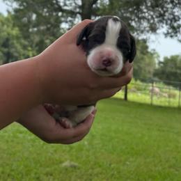 Green - Liver and white male English Springer Spaniel puppy in Williston, Florida from Bizzy Farms English Springer Spaniels