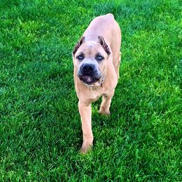 Cane Corso Puppies from DiamondBabyCorso
