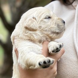 América - Light golden female Golden Retriever puppy in Warrenton, Virginia from Four Lochs LLC