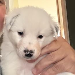 Angel - White ticked female Border Collie puppy in Salem, Indiana from Hidden Creek