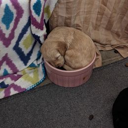 Aussiedoodle, Australian Shepherd, Bernedoodle, Cockapoo, and Poodle Puppies from Sis' Doodles & Poodles