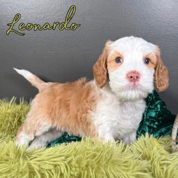 Leonardo - Caramel male Australian Labradoodle puppy in Decatur, Alabama from Southern Meadows Doodles