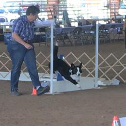 Cardigan Welsh Corgi All Grown Up from Wingsong
