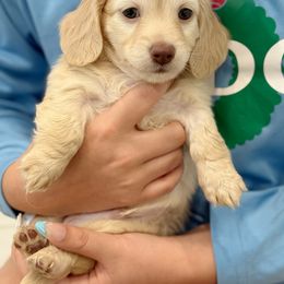 Ash - Cream male Dachshund puppy in Richmond, Virginia from Irresistible Dachshunds
