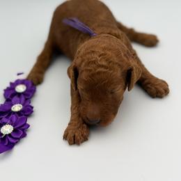 Belle Star - Red  female Poodle puppy in Mount Vernon, Illinois from AMC Poodles