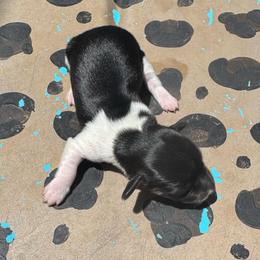 Oreo - Piebald male Dachshund puppy in Hawley, Texas from Foxy’s Dachshunds & Toy Aussies