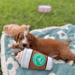 Valentino - Red  male Goldendoodle puppy in San Jose, California from Doodle Amore