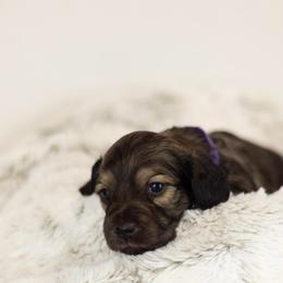 Shaded cream sable - Sable female Dachshund puppy in Seminary, Mississippi from Down South Mavericks Dachshunds