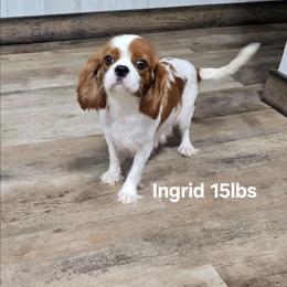 Ingrid - Cavalier King Charles Spaniel