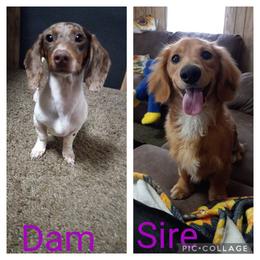 Dachshund Puppies from ALL DAY Dachshunds