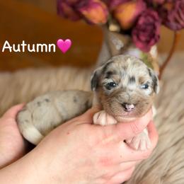 Autumn - Blue merle female Aussiedoodle puppy in Lancaster, Minnesota from Finney Ranch
