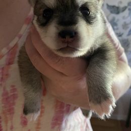 Pomsky Puppies from Gemstone Pomskies