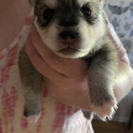 Pomsky Puppies from Gemstone Pomskies