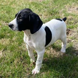 Valentine - Black and white female German Shorthaired Pointer puppy in Hot Springs, Virginia from Thunder Mountain Gun Dogs