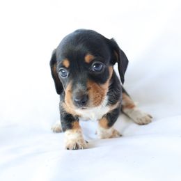 Grace - Piebald female Dachshund puppy in Fredericksburg, Ohio from William's Dachshunds