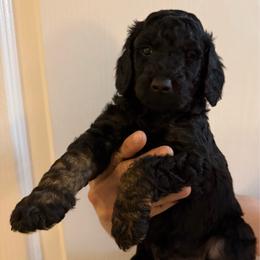 Toffee - Phantom male Poodle puppy in Pueblo West, Colorado from Little Paws Poodles