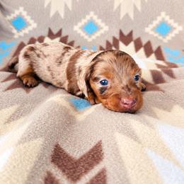 Girl 1 - Dapple female Dachshund puppy in Oklahoma from Red Oak Long Dogs
