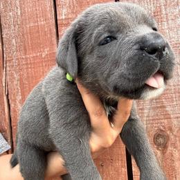 Gray 2- Green Collar - Gray male Cane Corso puppy in Compton, California from Urban League Cane Corso