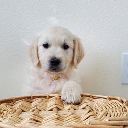 Archie - Light golden male Golden Retriever puppy in Marysville, Washington from Eagle River Golden Retriever Farm