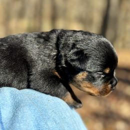 Rottweiler Puppies from Vom Bruderhof Rottweilers