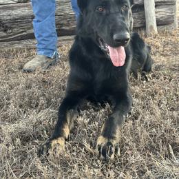 Troop - Bi-color male German Shepherd puppy in Jennings, Kansas from Lost Creek German Shepherds LLC