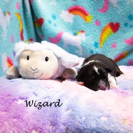 Wizard - Black tri-color male Australian Shepherd puppy in Benton City, Washington from Eventide Australian Shepherds