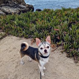 Ren - Chihuahua