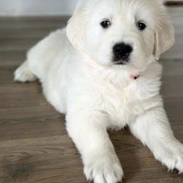 Golden Retriever and Labrador Retriever Puppies from Golden Bundles