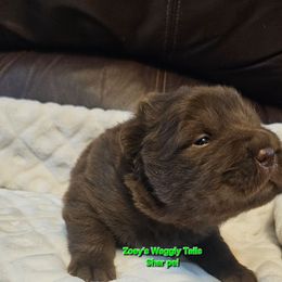 Lucas - Brown male Chinese Shar-Pei puppy in Minden, Louisiana from Zoey's Waggly Tails