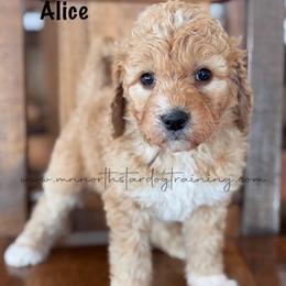 Alice - Apricot female Goldendoodle puppy in Lancaster, Minnesota from North Star Dog Training