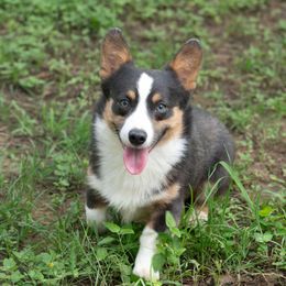 Bullet - Pembroke Welsh Corgi
