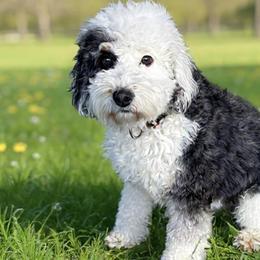 Panda - Bernedoodle