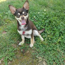 Aela - Chihuahua