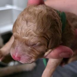 Biscuit - Apricot male Double Doodle puppy in Oceanside, California from Strong Mountain Doodles