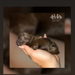 Charlie Brown - Brown male Cockapoo puppy in 77304, Texas from Little Valley Puppies