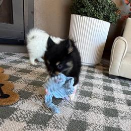 Pippa - Tri-color female Pomsky puppy in Cave Creek, Arizona from Arizona Luxury Pomskies