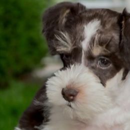 Goldendoodles and Miniature Schnauzers from Marvelous Mannered K9s of Texas