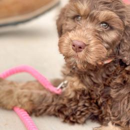 English Springer Spaniel, Poodle, and Springerdoodle Puppies from Little Mountain Springers, Springerdoodles & Poodles