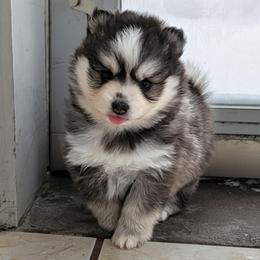 Mira Female Blue Eyes - Black and white female Pomsky puppy in Hurleyville, New York from My Crazy Pomskys