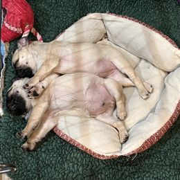 Pug Puppies from Garrick’s Precious Pugs