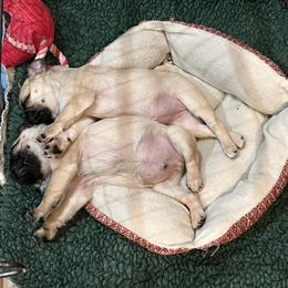 Pug Puppies from Garrick’s Precious Pugs