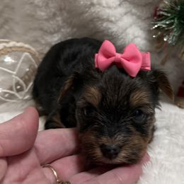Pink - Black and tan female Yorkshire Terrier puppy in Lexington, North Carolina from Silver Valley Yorkies