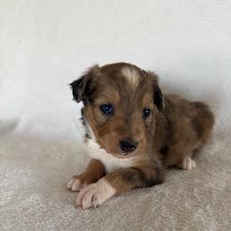 Mila - Blue merle female Aussiedoodle puppy in Centerburg, Ohio from A Dose Of Doodle