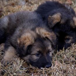 German Shepherd Puppies from Journey's German Shepherds (Kennel Vom Himmel)