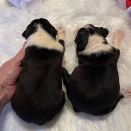 Cat woman - Black and white female Boston Terrier puppy in Covington, Georgia from Tuxedo Bostons of Atlanta