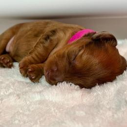 Dachshund Puppies from Redland Dachshund Grove
