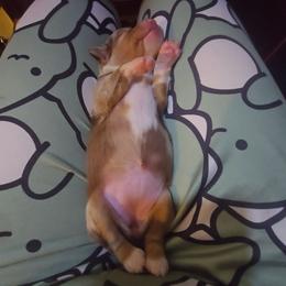 Cigarra - Red merle female Miniature Australian Shepherd puppy in Arlington, Texas from CopperHead Aussies