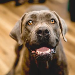 Daisy - Gray brindle female Cane Corso puppy in Tucson, Arizona from Cane Corso Friends