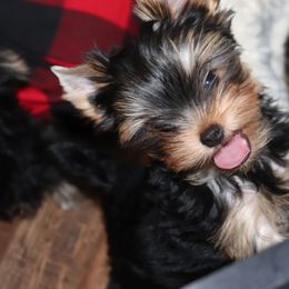 Yorkshire Terrier Puppies from Panache Yorkies
